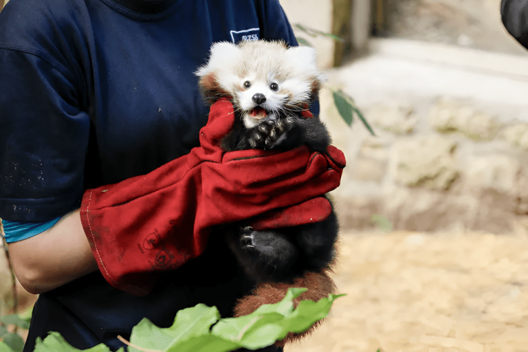 Baby Red Panda Roxie